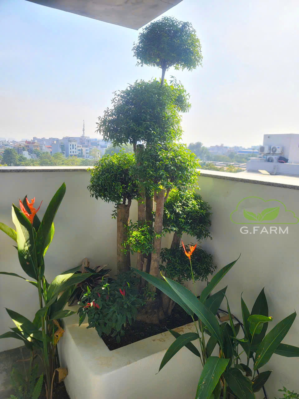 Dự án tiểu cảnh vườn nhà phố Long Biên 